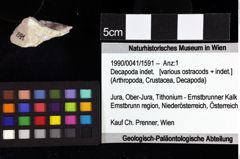 Foto (Objket + Etiketten) von Cracensigillatus gracilirostrus (Robins et al., 2013) 